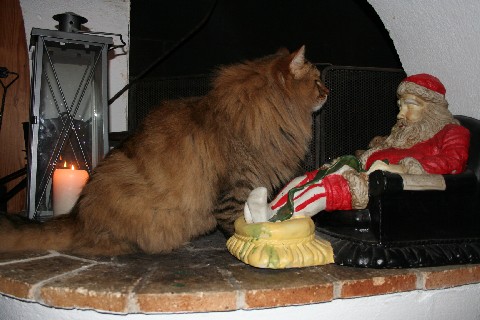 Sammy 06-07 103.jpg